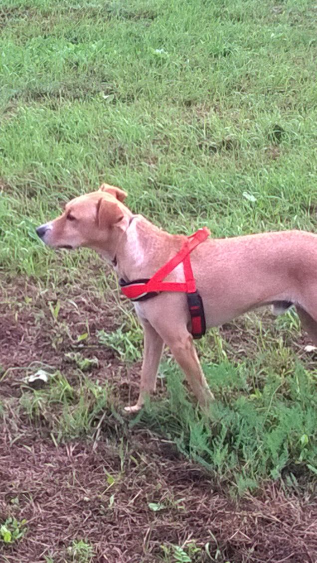 Meticolosamente addestrato l'uomo può diventare il miglior amico del cane. Ford