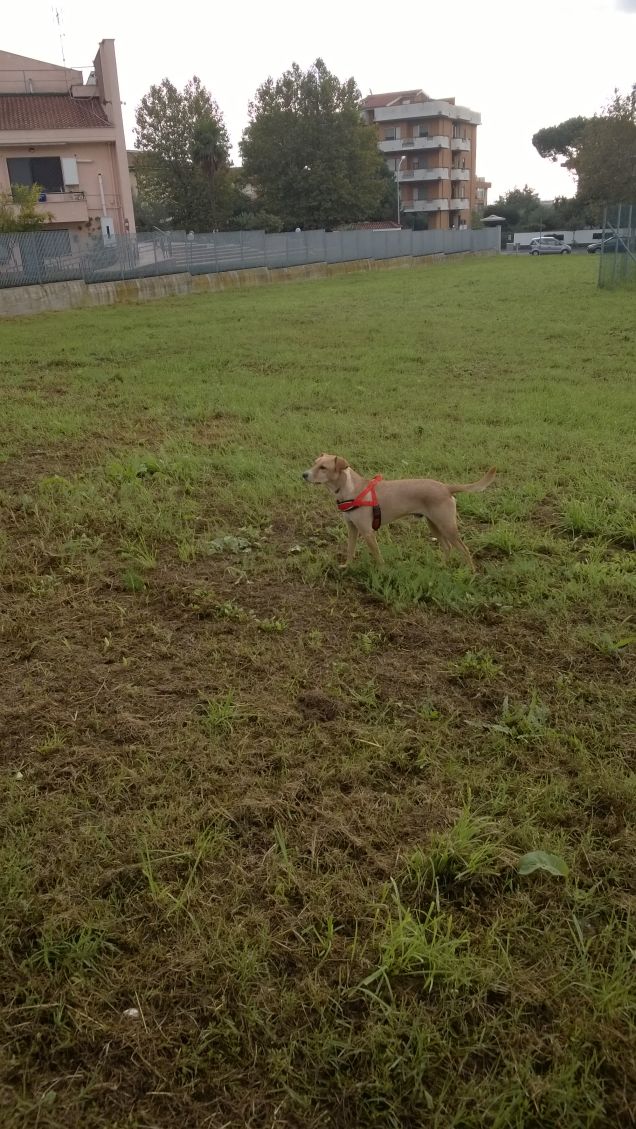 Il cane è quel che c'è di meglio nell'uomo. Buffon