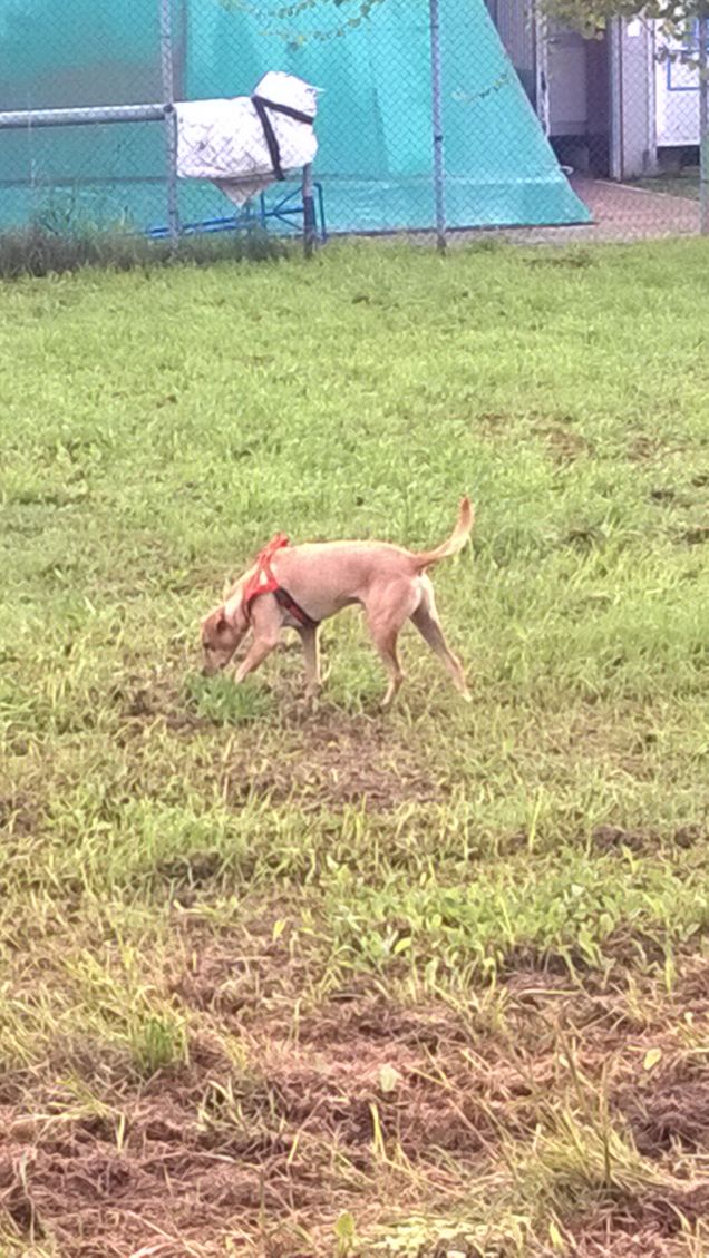 L'anima di un cane fedele va in Paradiso a raggiungere l'essere che ama. J. Moinaut