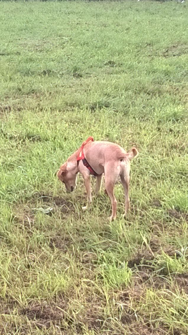 Egli sarà tuo, fedele e sincero fino all'ultimo battito del suo cuore. Ciò che tu gli devi è di meritare tanta devozione. Anonimo