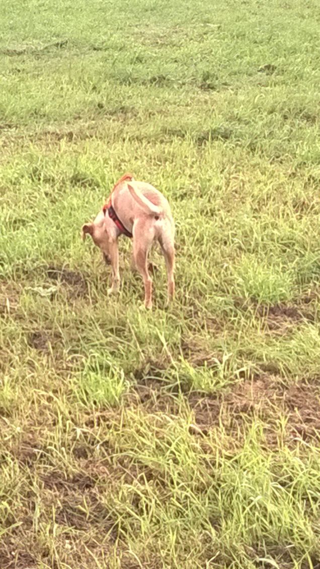 Qualcosa si muove nell'erba.