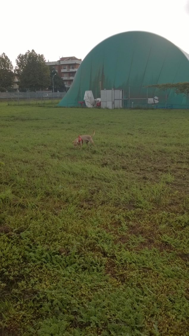 Un grande prato verde e un piccolo cane