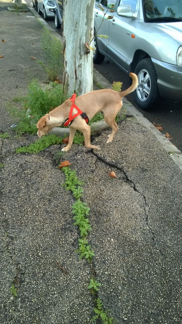 Senza guinzaglio come sempre