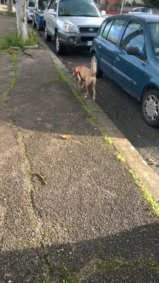 Libero e indipendente