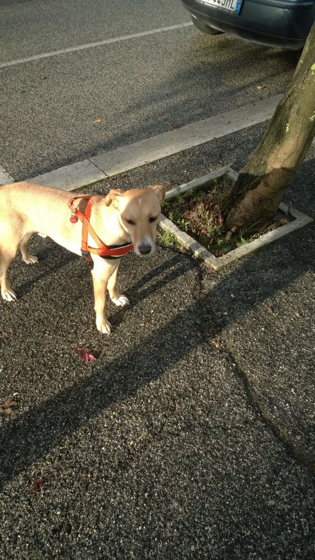 Si ferma se lo richiamo è bravissimo.