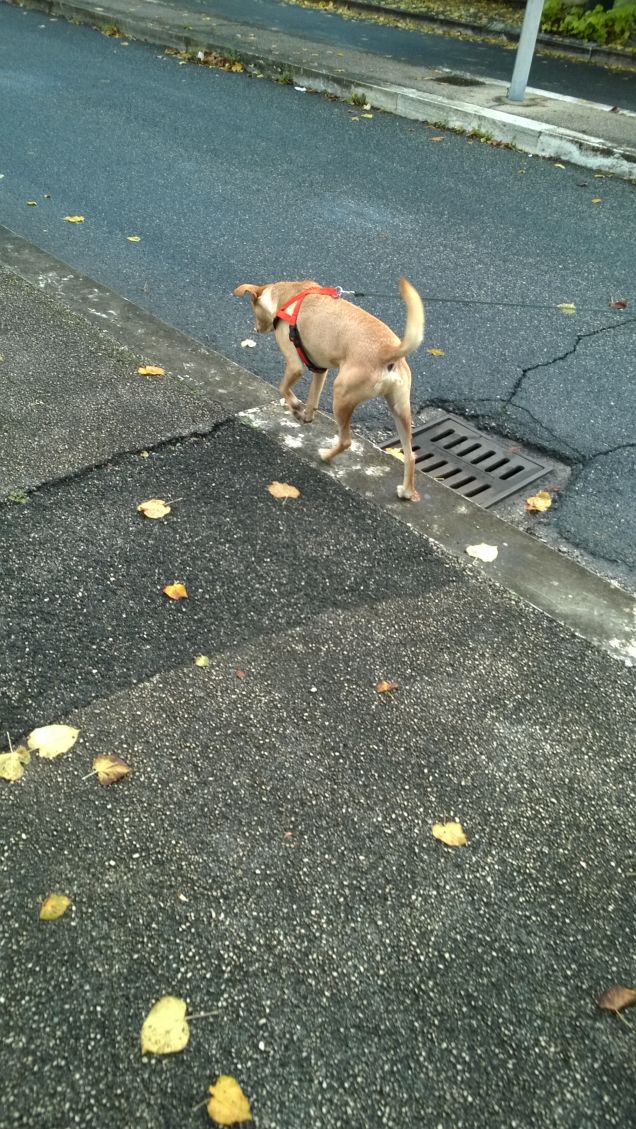 Solo me ne vo per la città....