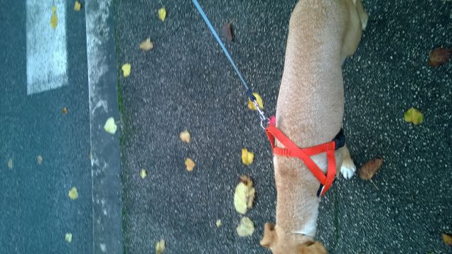 Uffa questo guinzaglio.