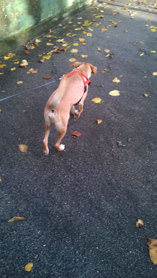 E' Autunno e cadono le foglie.