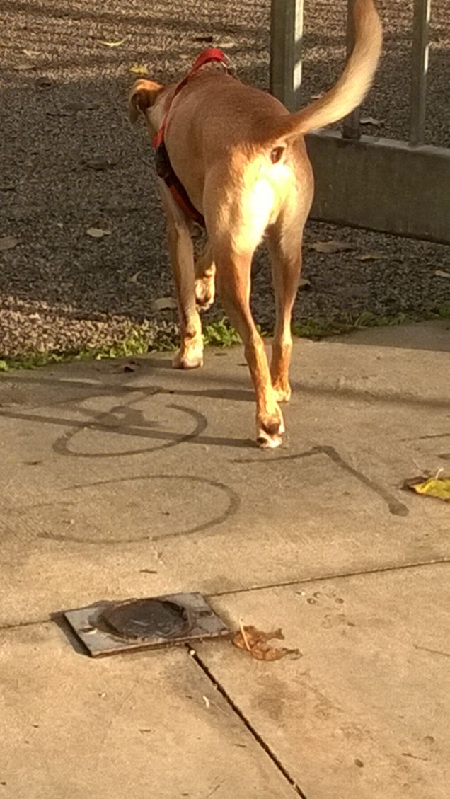 Trotterellando verso il parco.