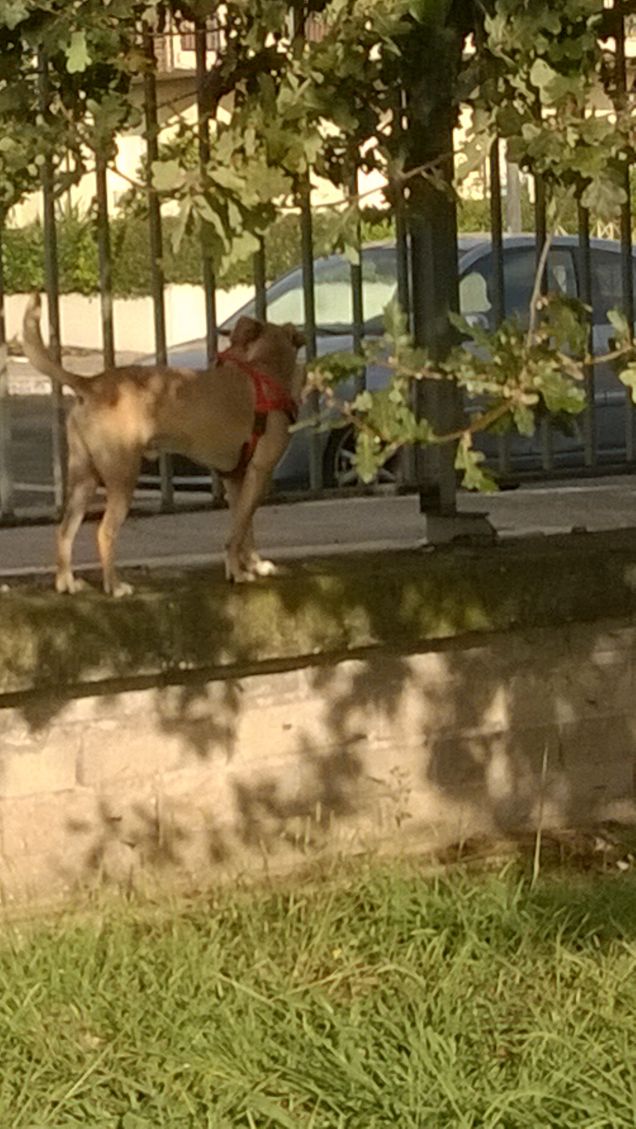 Tante sbarre...è il titolo di un libro