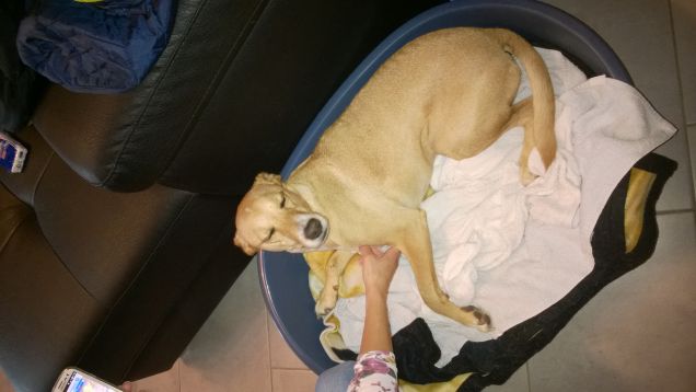 Sornione e indolente, ma pronto a balzare dalla comoda poltrona in cui sonnecchia quando meno te lo aspetti.