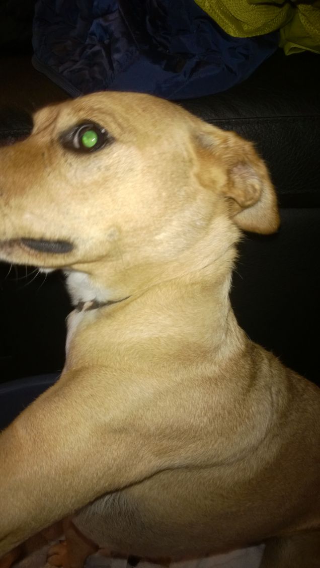 La paura negli occhi