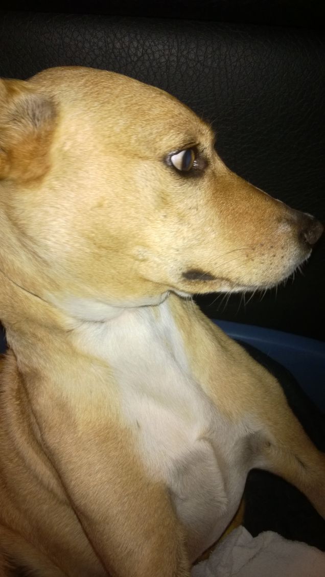 Impettito come un Adone.