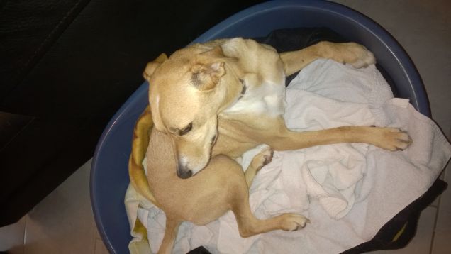 Tutto in lui è misterioso e nel suo sguardo profondo sembra riesca a penetrarti e coglierne l’umore.