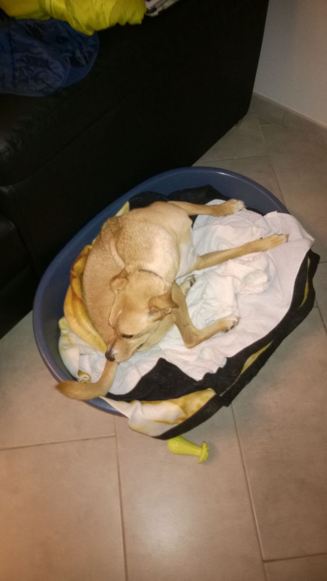 Toh!!!!!!  la mia  coda.