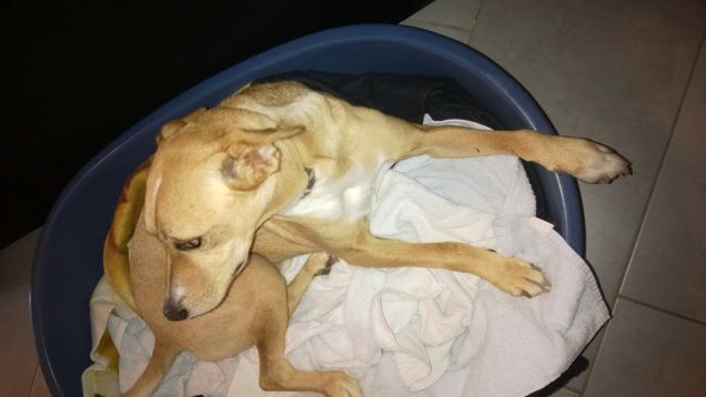 Contorsioni da yoghista