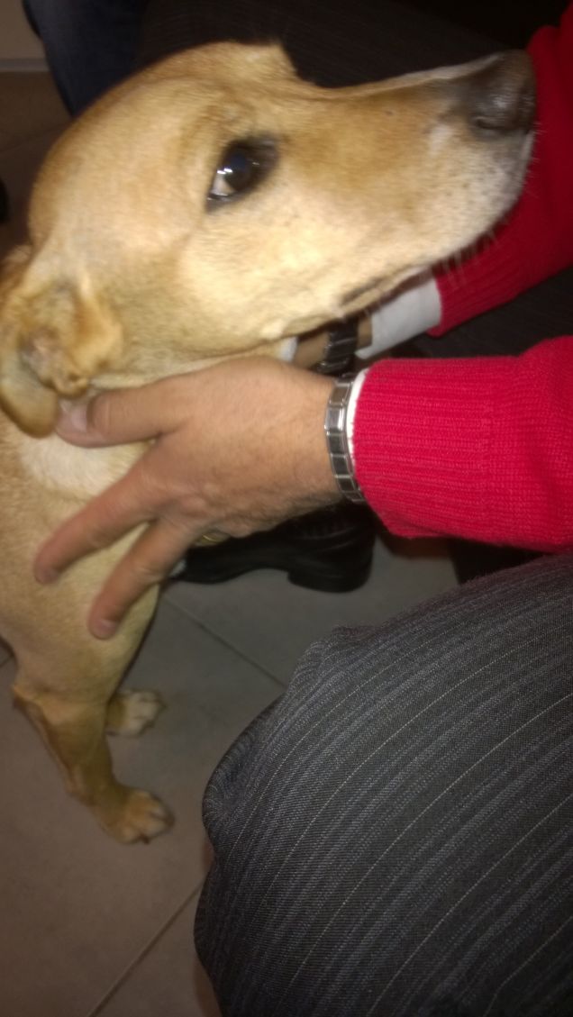 Tanta voglia di coccole