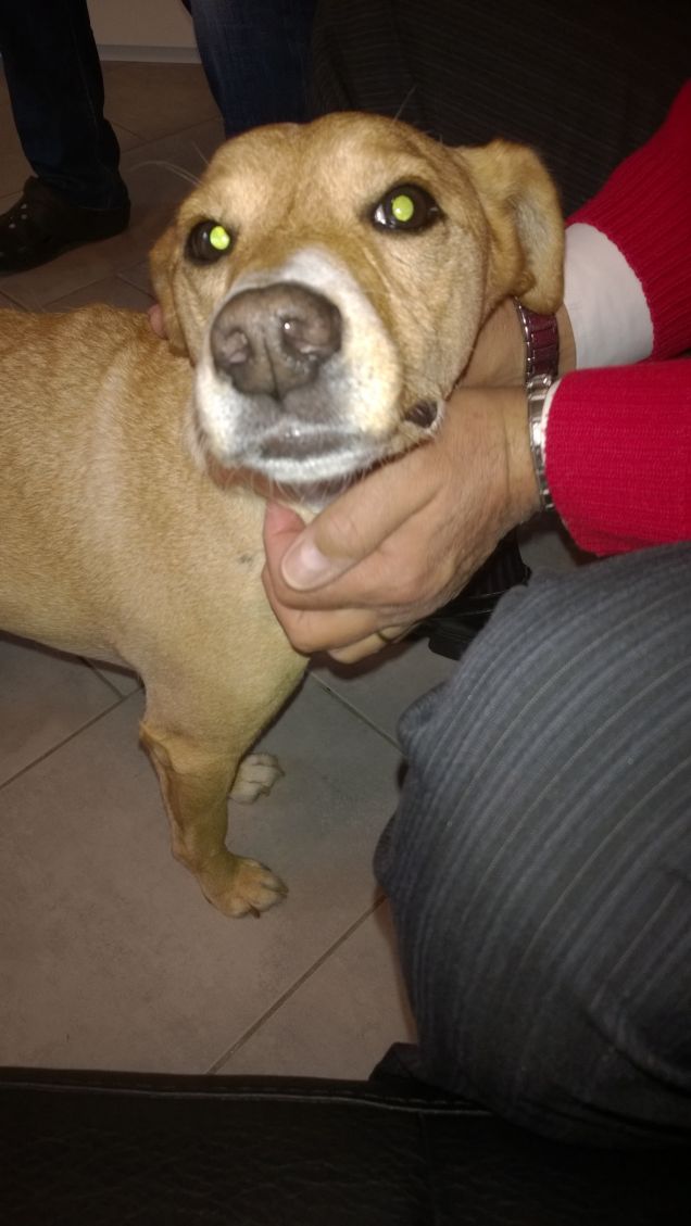 Mi piace essere accarezzato