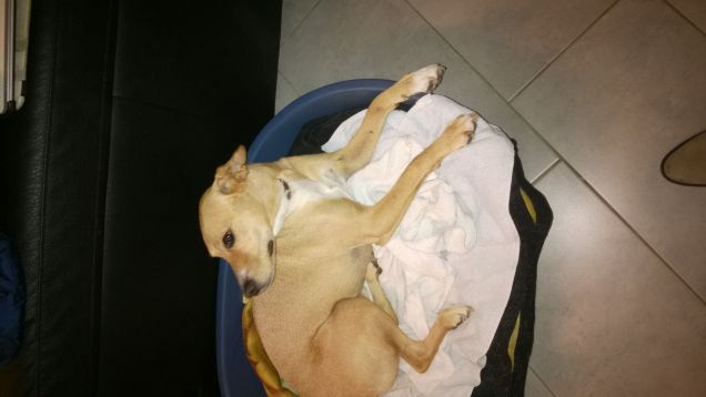 Sono circondato da tanto amore