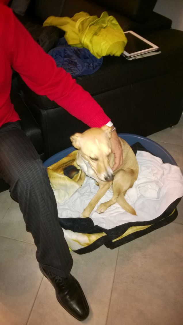 Il mio amico mi accarezza