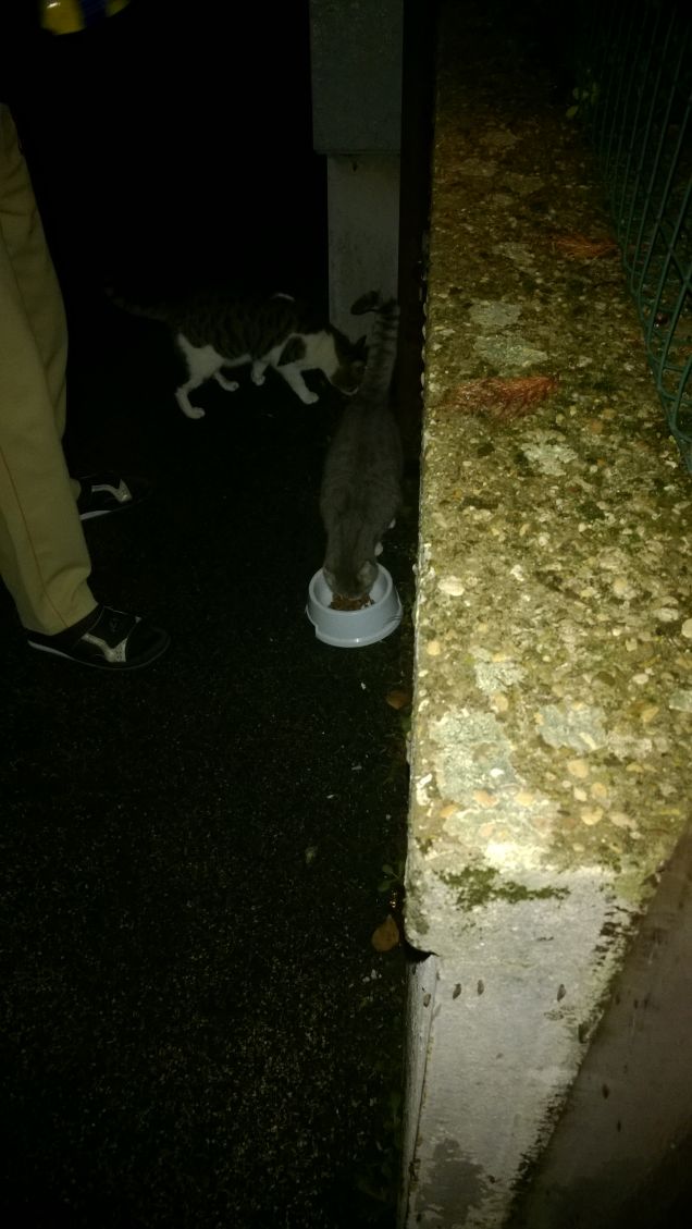 Tempo brutto e fa freddo poveri mici.