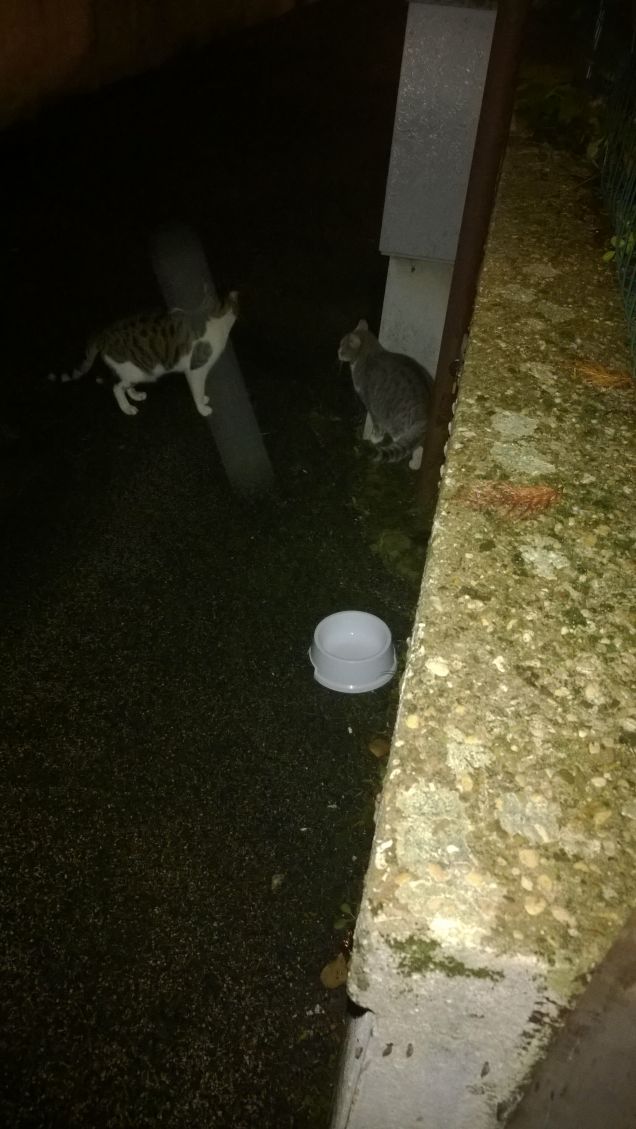 finalmente si mangia.