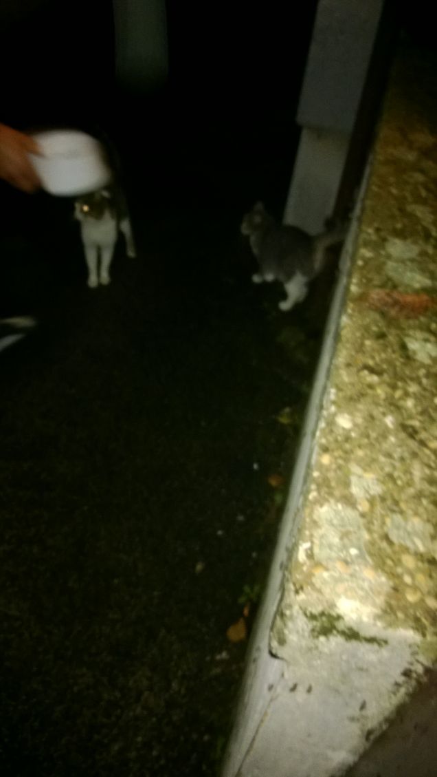 Ciotola piena di croccanti