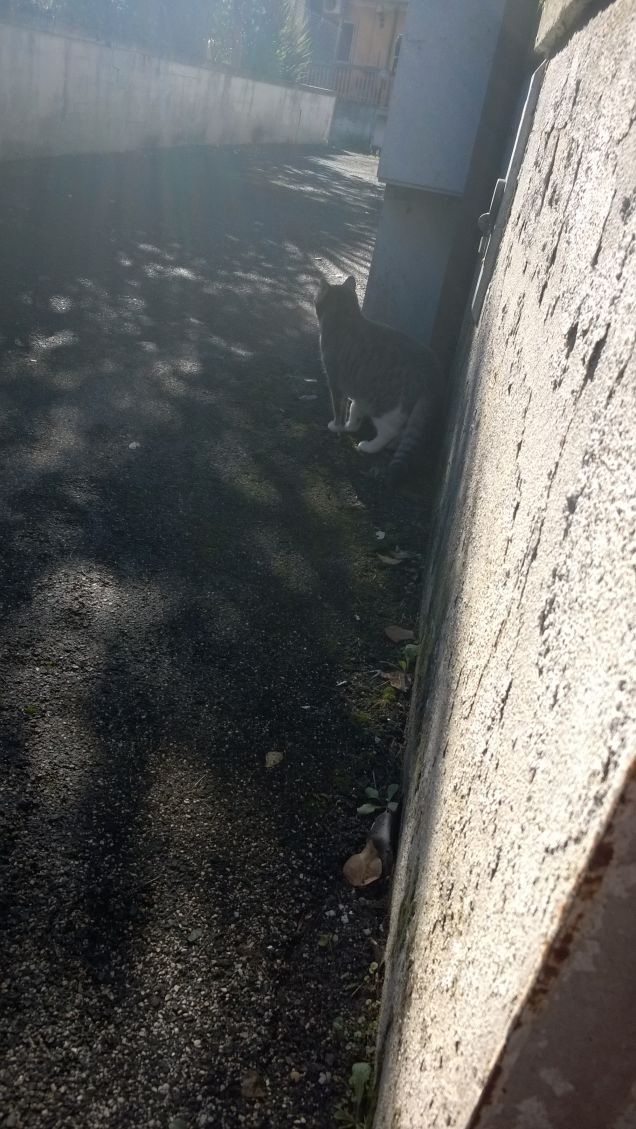 La fedeltà degli animali mi rassicura.