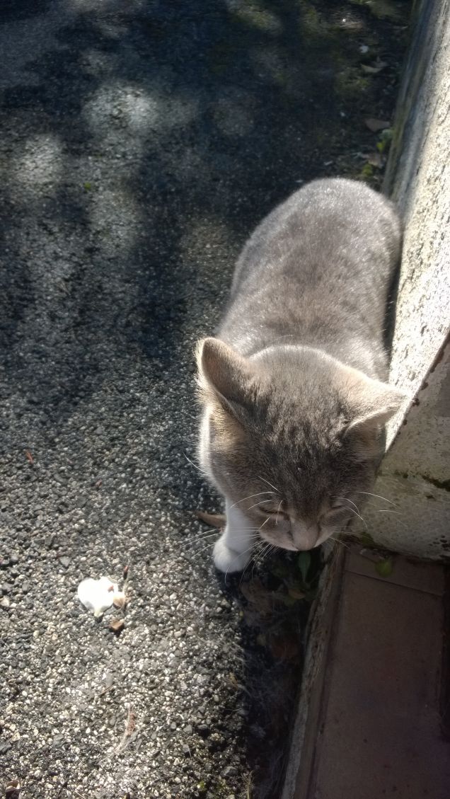 La mia piccola gattina affettuosissima.