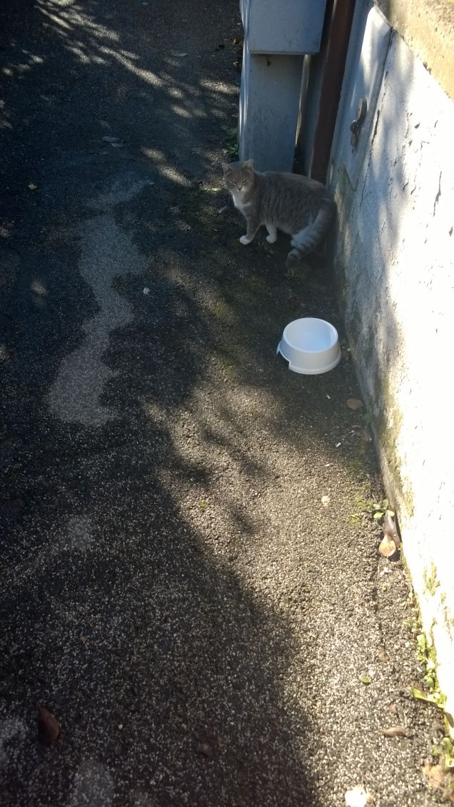 Buongiorno mia piccola miciolina.