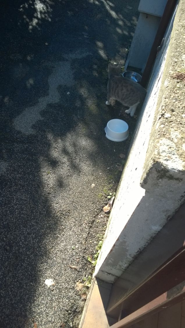 Questa micia è di una bellezza unica.