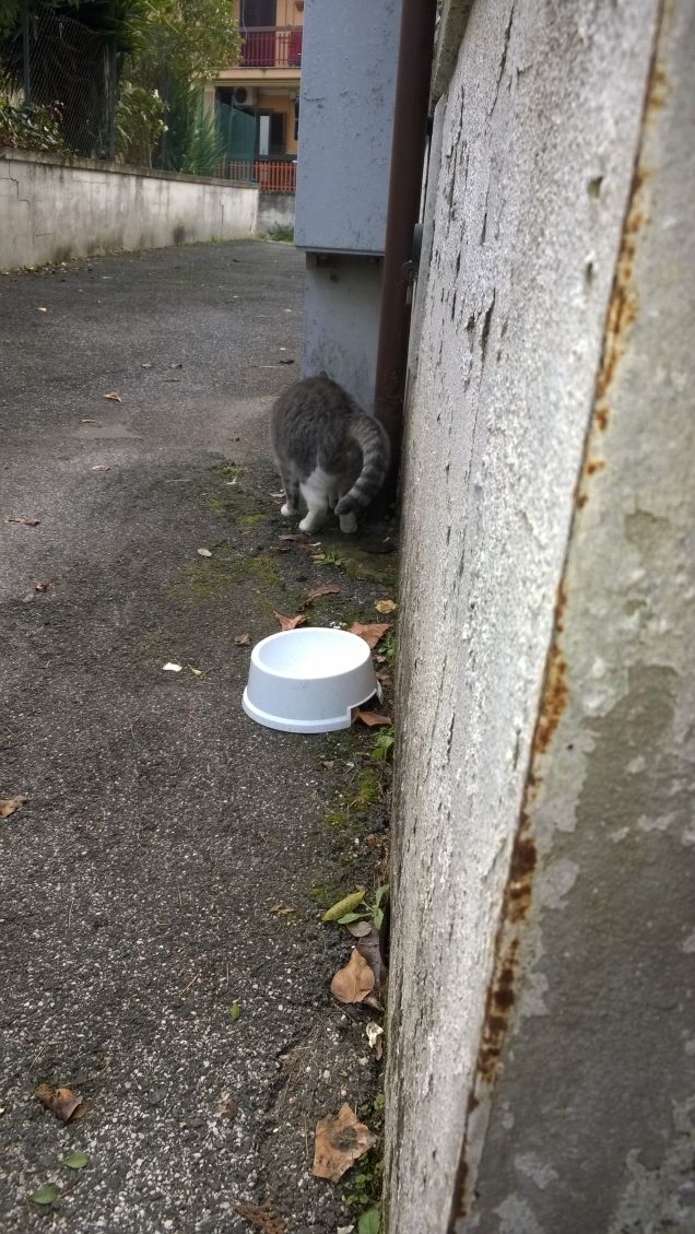 Va via chissà perchè?