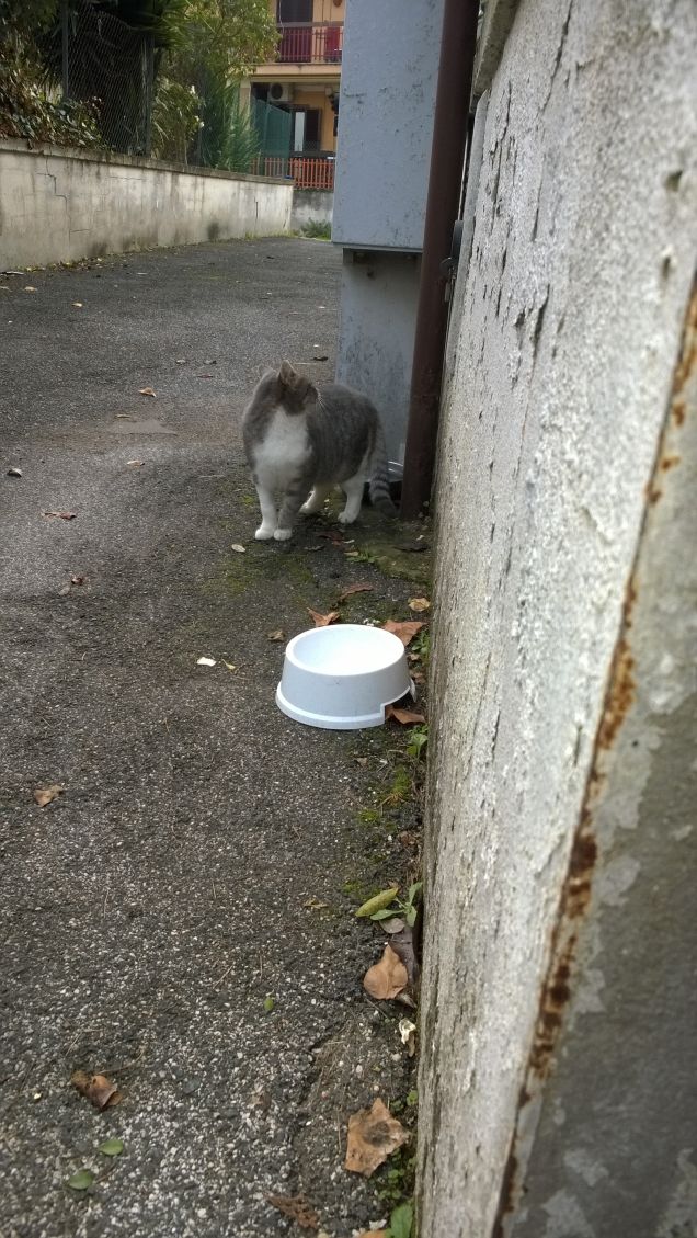 Ci ha ripensato e torna indietro.