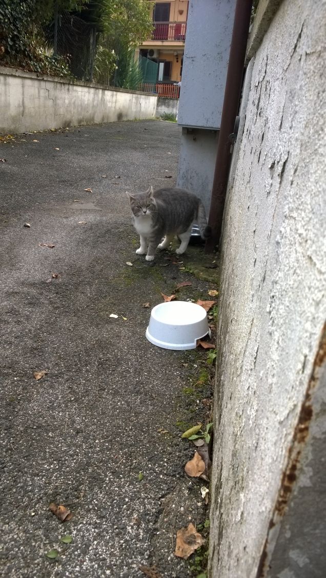 Questa micia è una coccolona.