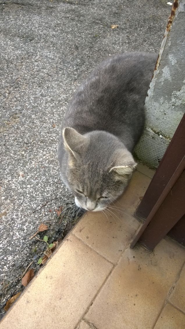 La sua testolina è cosi rotonda che sembra una sfera.