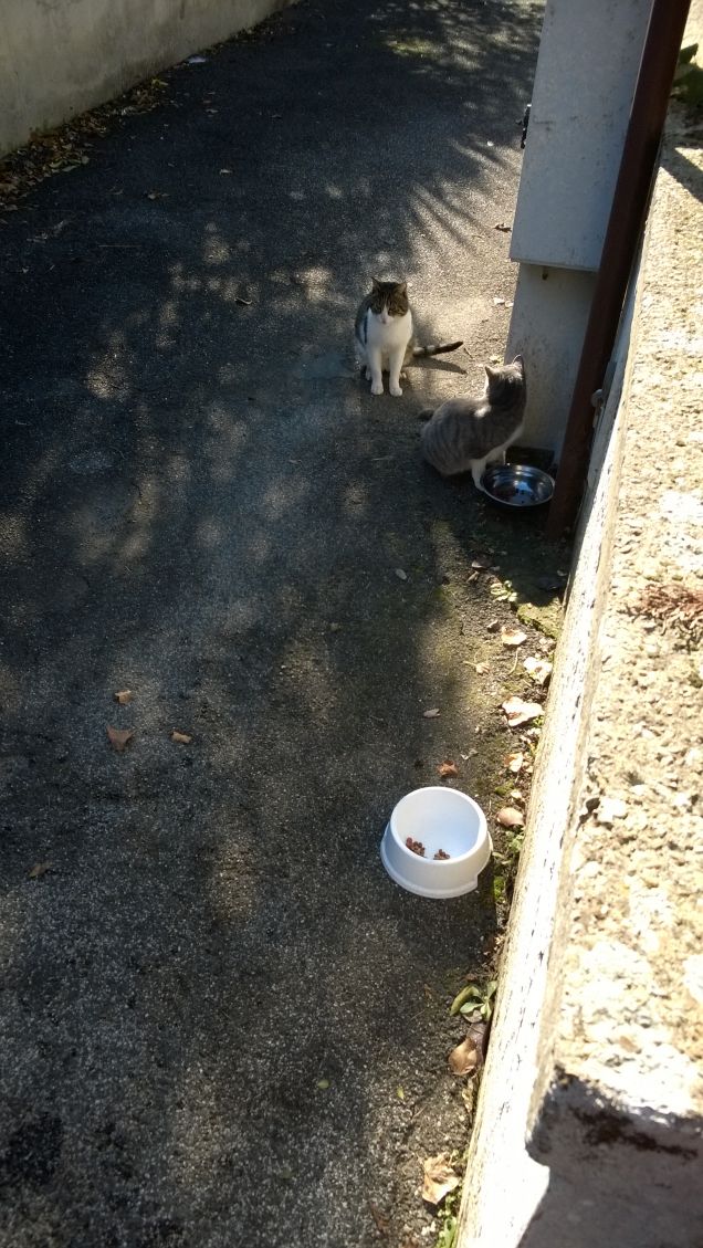 Chi non mangia ha già mangiato.