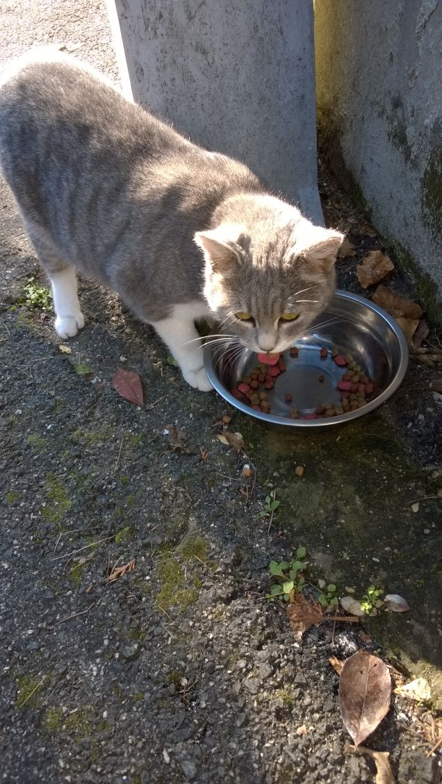 Pensando sul da farsi.