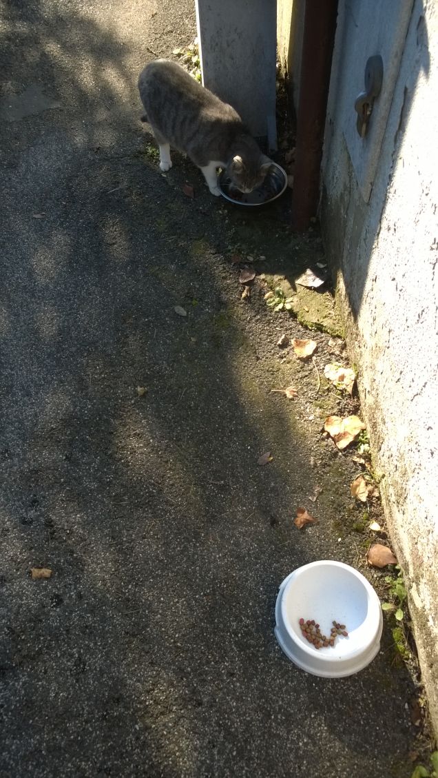 Colazione per la mia micina.