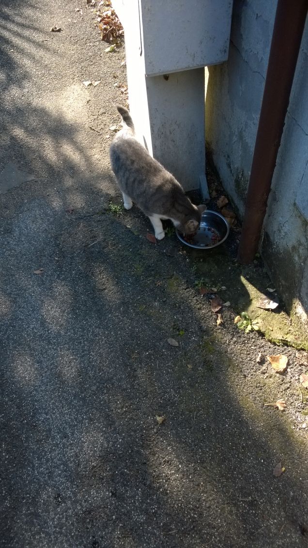 La gatta sul viale, potrebbe essere il titolo di un film.