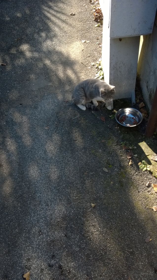 Oggi bella giornata il sole splende e i mici mangiano.