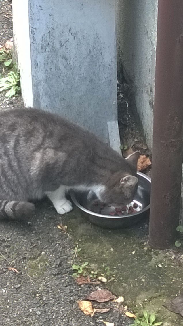 La dura vita del gatto.