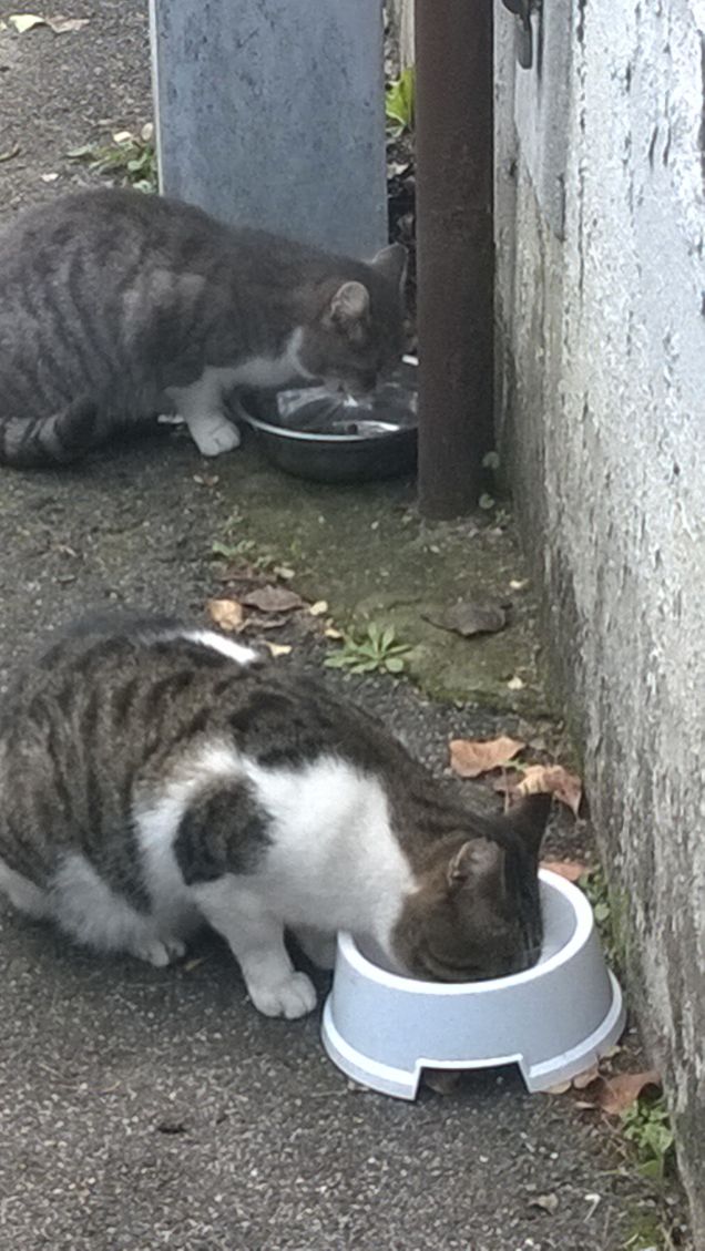 Il gatto è da sempre, sin dall’antichità, un animale circondato da un alone di mistero.