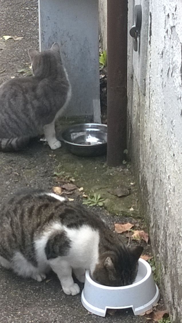 Il gatto Affascina e stupisce