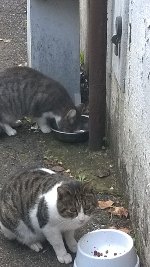 La sua fama è quella di animale indipendente, che ama la casa, ma non il padrone.