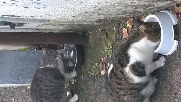 Chi ne ha avuti come amici sa bene che il micio sa amare anche il padrone,