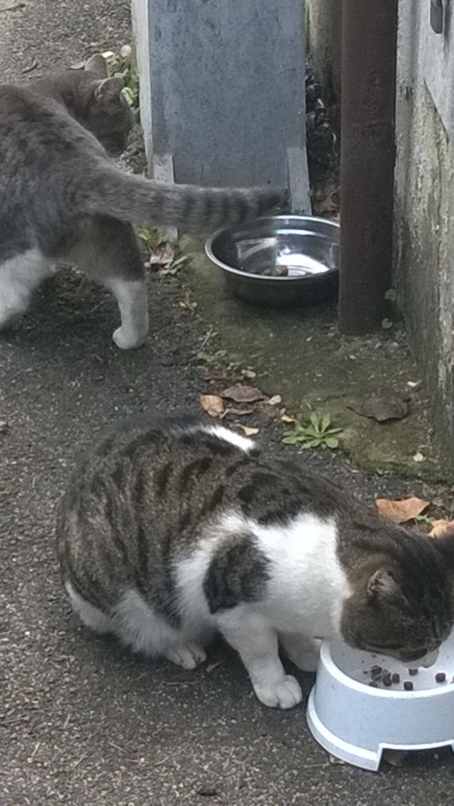 Il gatto autosufficiente, autonomo, anche un po’ egoista, capace di stare da solo,