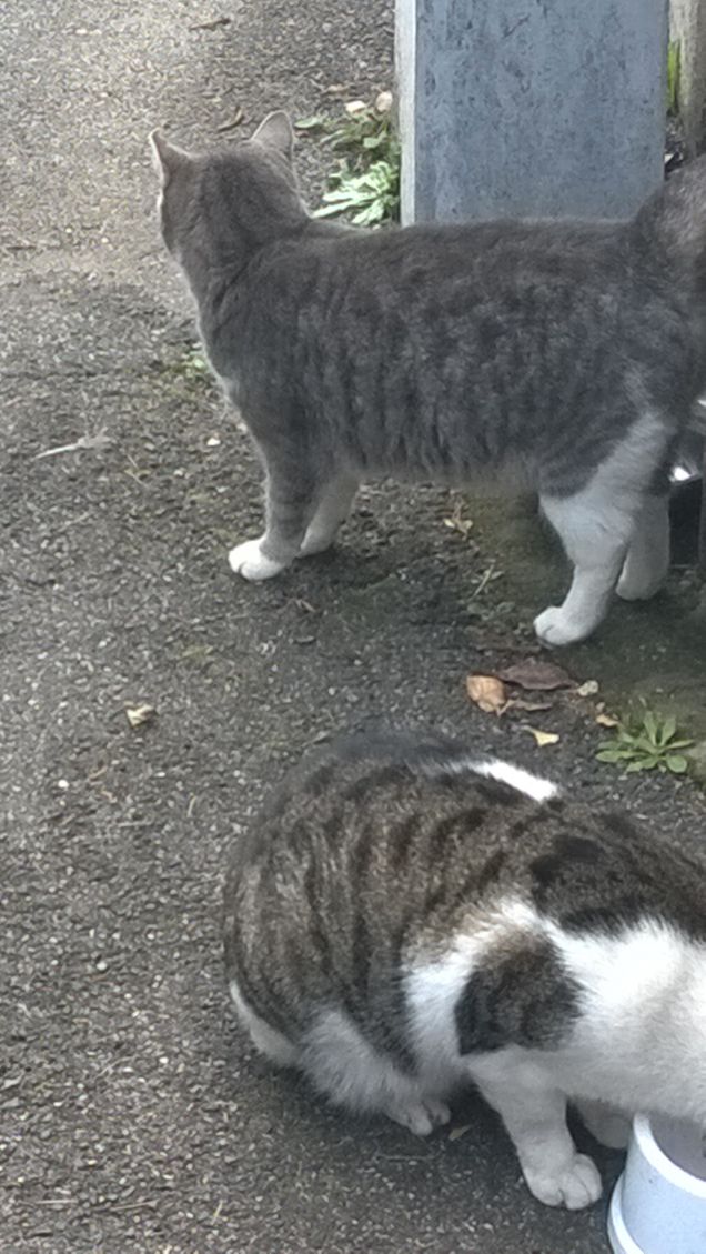 ogni gatto ha il suo carattere e le sue preferenze