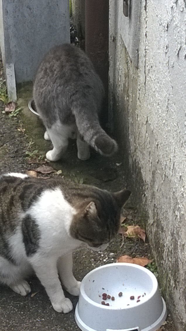 mangiano il cibo che gli viene lasciato
