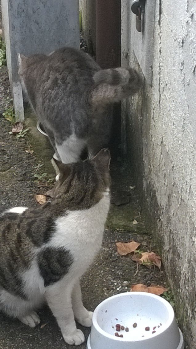 Il fascino del gatto è diverso da quello di altri animali domestici.