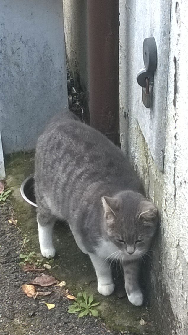 Il mio gatto indipendente.